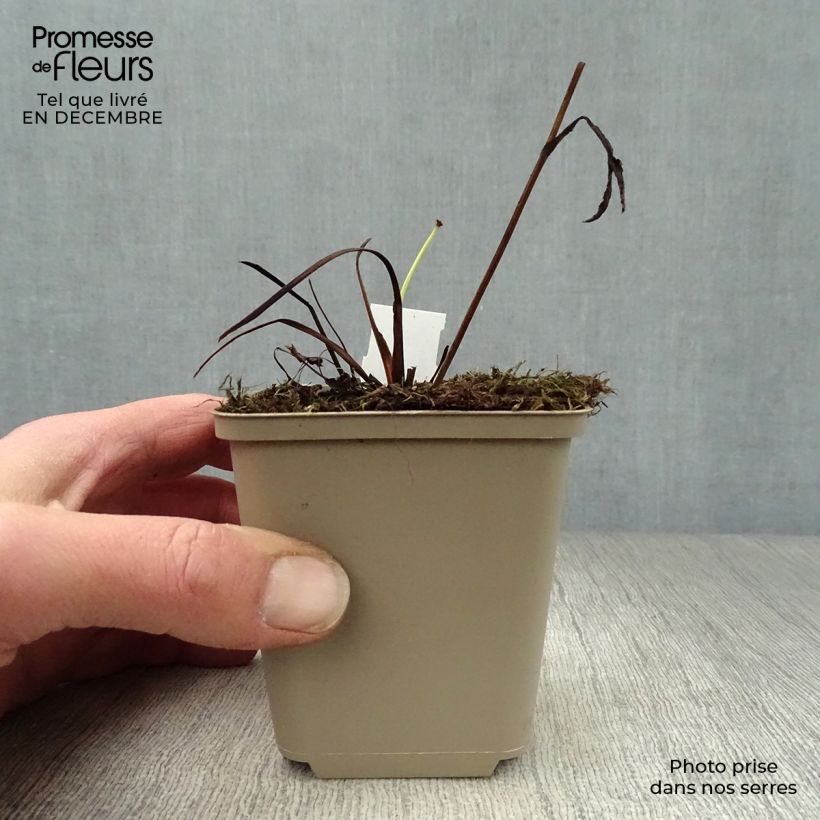 Astrantia major Star of Passion Vasetto da 8/9 cm esemplare consegnato in inverno