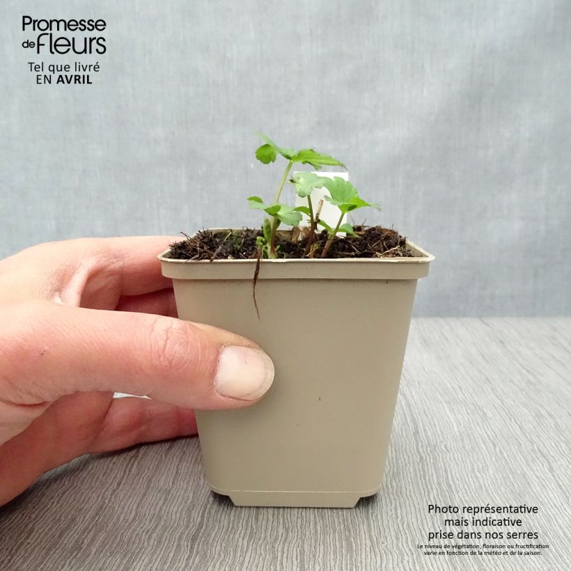 Astrantia major Star of Passion Vasetto da 8/9 cm esemplare consegnato in primavera