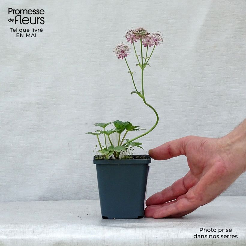 Astrantia major Star of Treasure Vasetto da 8/9 cm esemplare consegnato in primavera