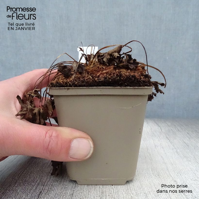 Astrantia major Super Star Vasetto da 8/9 cm esemplare consegnato in inverno