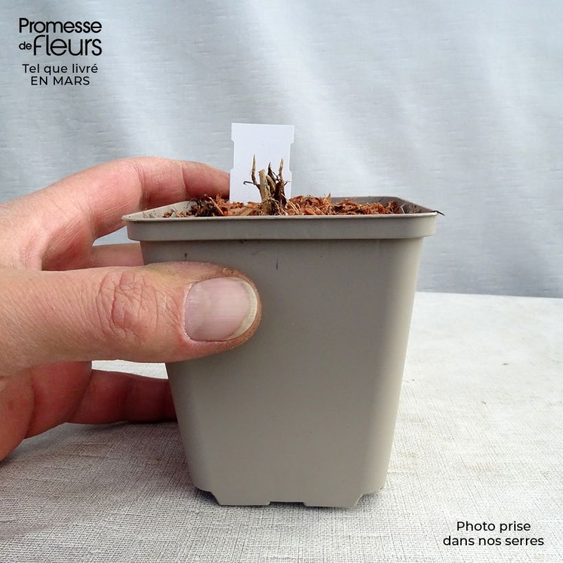 Astrantia major White Giant Vasetto da 8/9 cm esemplare consegnato in inverno