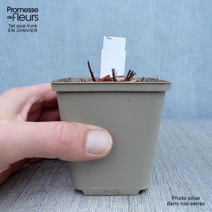 Astrantia maxima Vasetto da 8/9 cm esemplare consegnato in inverno