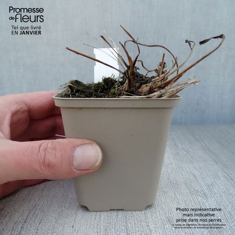 Astrantia major Venice Vasetto da 8/9 cm esemplare consegnato in inverno