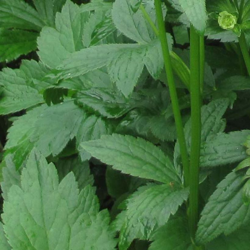 Astrantia major Star of Billion (Fogliame)