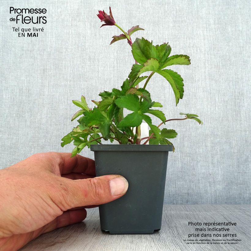 Astrantia major Cerise Button Vasetto da 8/9 cm esemplare consegnato in primavera