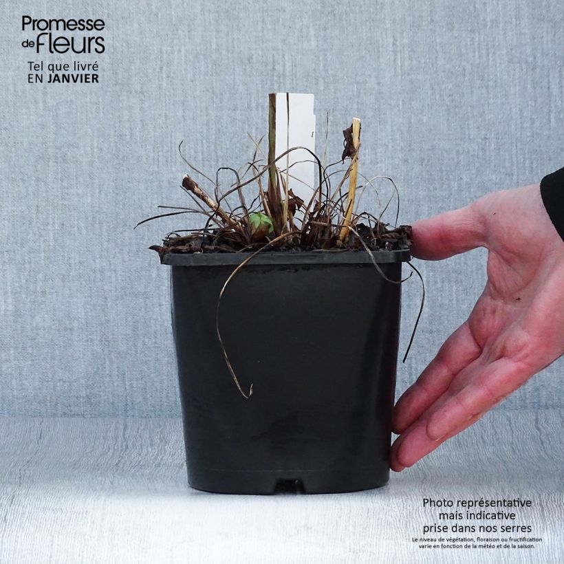 Astrantia major Cerise Button Vaso da 2L/3L esemplare consegnato in inverno