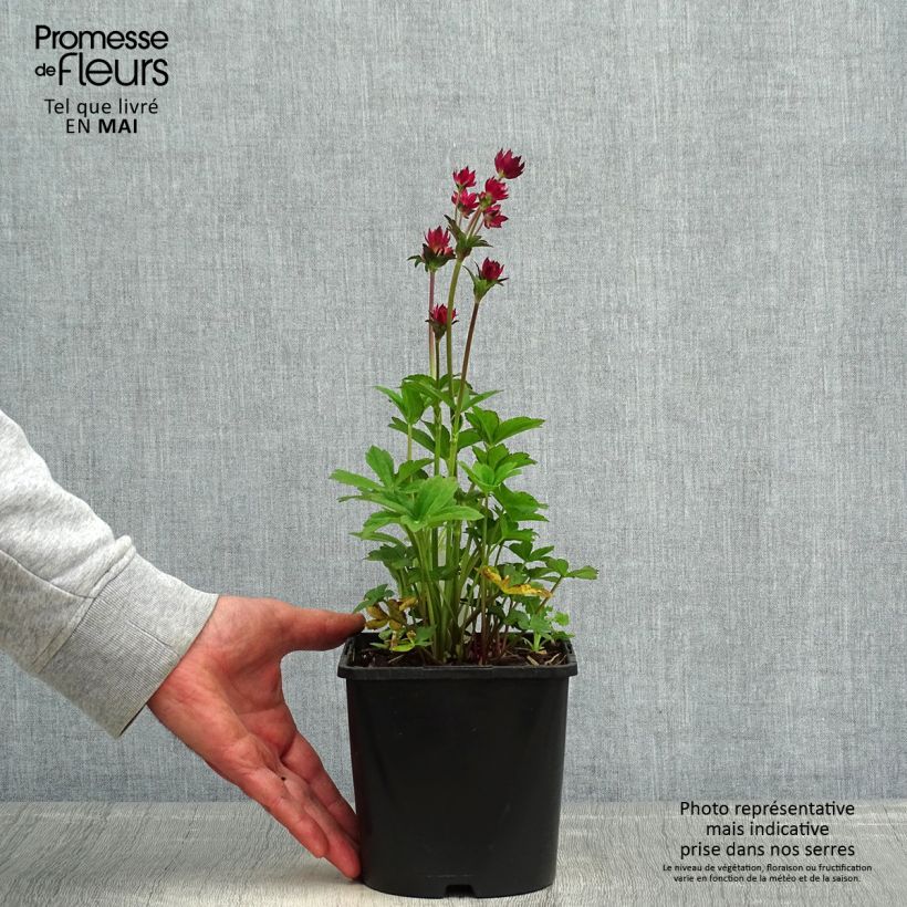 Astrantia major Cerise Button Vaso da 2L/3L esemplare consegnato in primavera