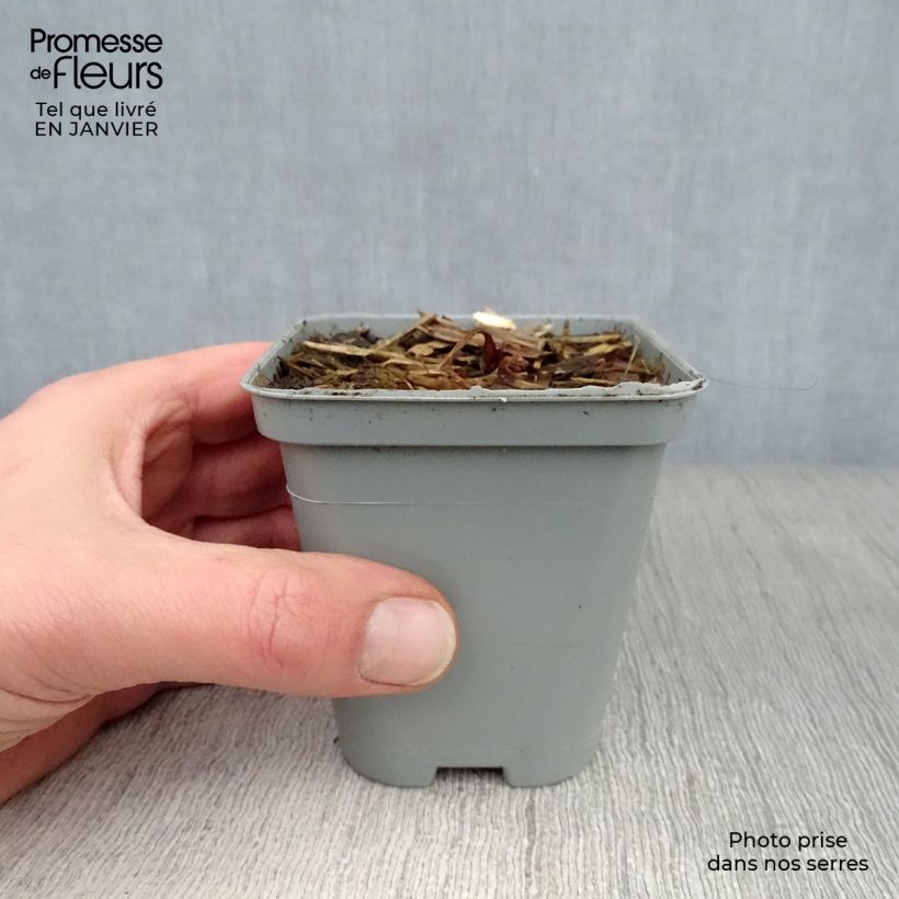 Astrantia major Vasetto da 8/9 cm esemplare consegnato in inverno