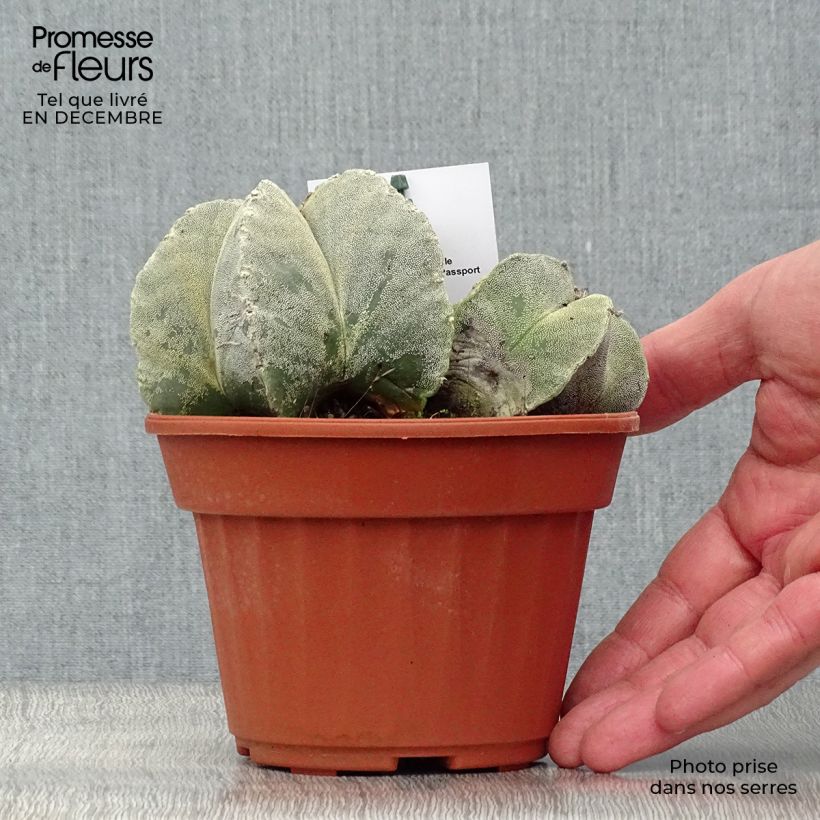 Astrophytum myriostigma - Berretta del vescovo Vaso da Ø 12 cm / 13 cm esemplare consegnato in inverno