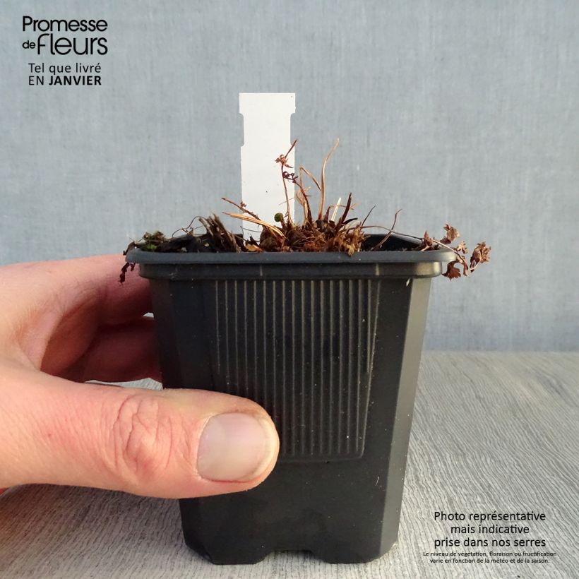 Athyrium filix-femina - Felce femmina Vasetto da 8/9 cm esemplare consegnato in inverno