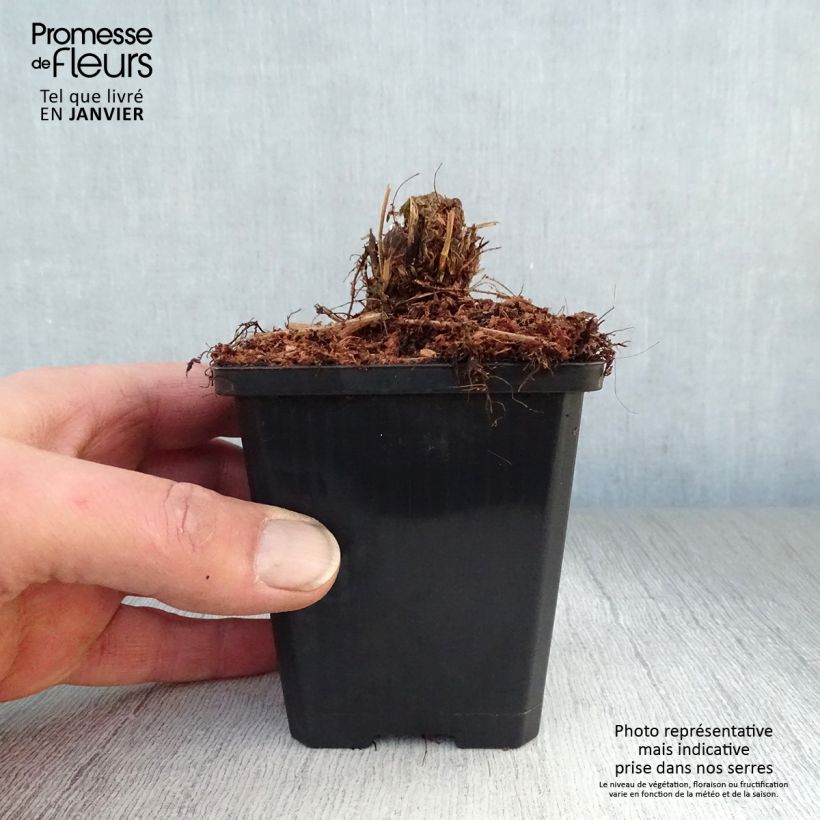 Athyrium filix-femina var. angustum forma rubellum Lady in Red - Felce femmina Vasetto da 8/9 cm esemplare consegnato in inverno