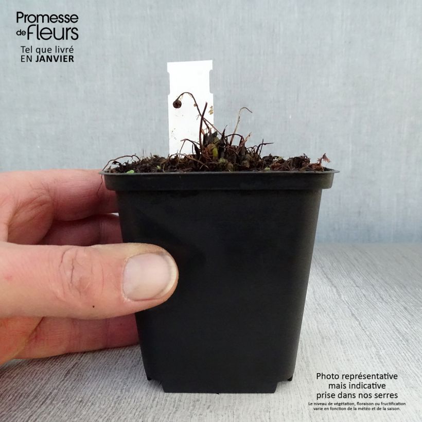 Athyrium filix-femina Rotstiel - Felce femmina Vasetto da 8/9 cm esemplare consegnato in inverno