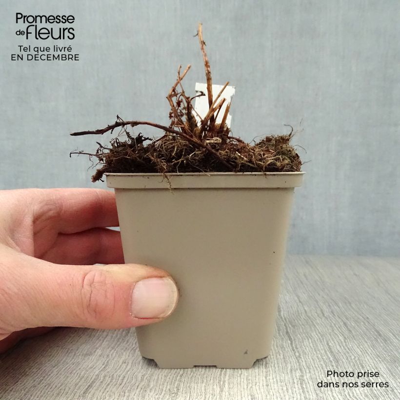 Athyrium filix-femina Victoriae - Felce femmina Vasetto da 8/9 cm esemplare consegnato in inverno