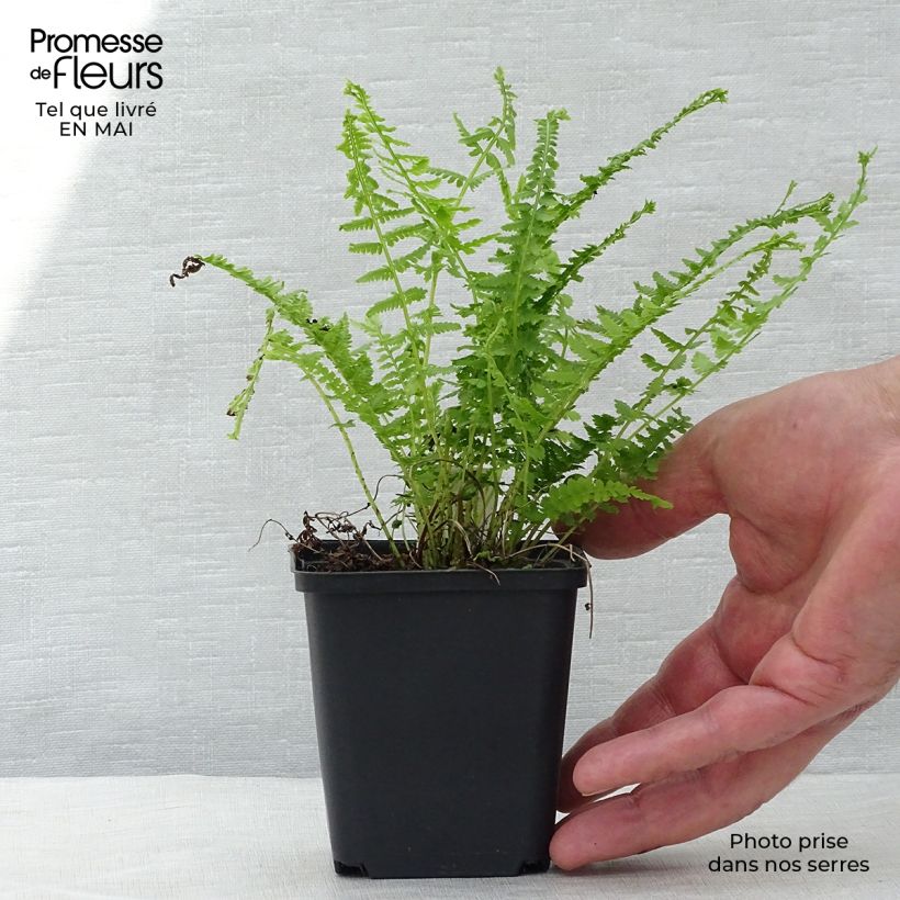 Athyrium filix-femina Victoriae - Felce femmina Vasetto da 8/9 cm esemplare consegnato in primavera