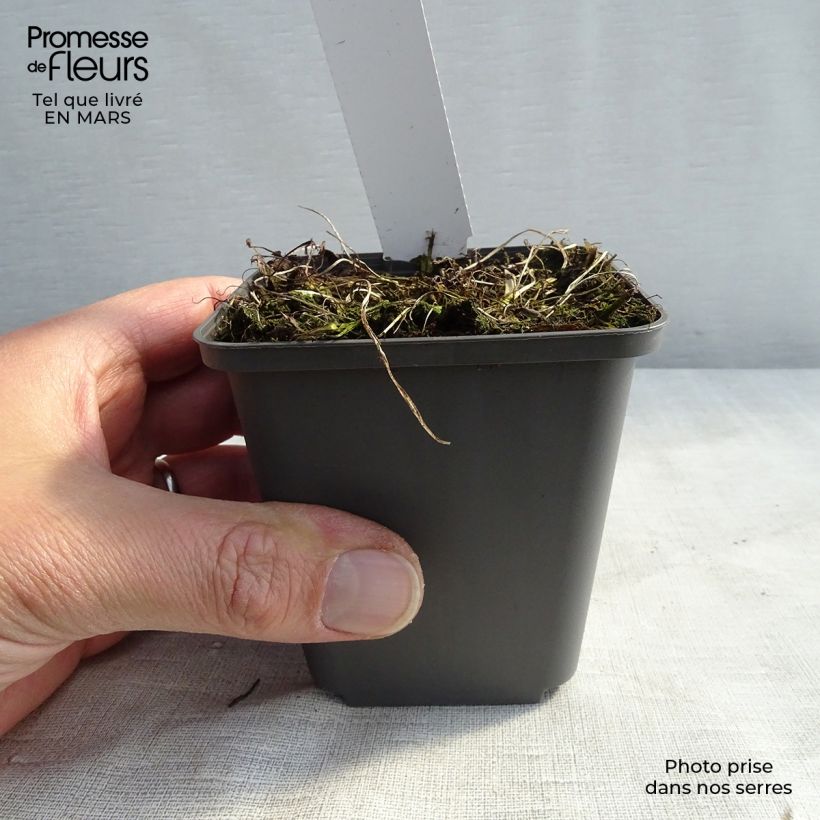 Athyrium niponicum Burgundy Lace - Felce Vasetto da 8/9 cm esemplare consegnato in primavera