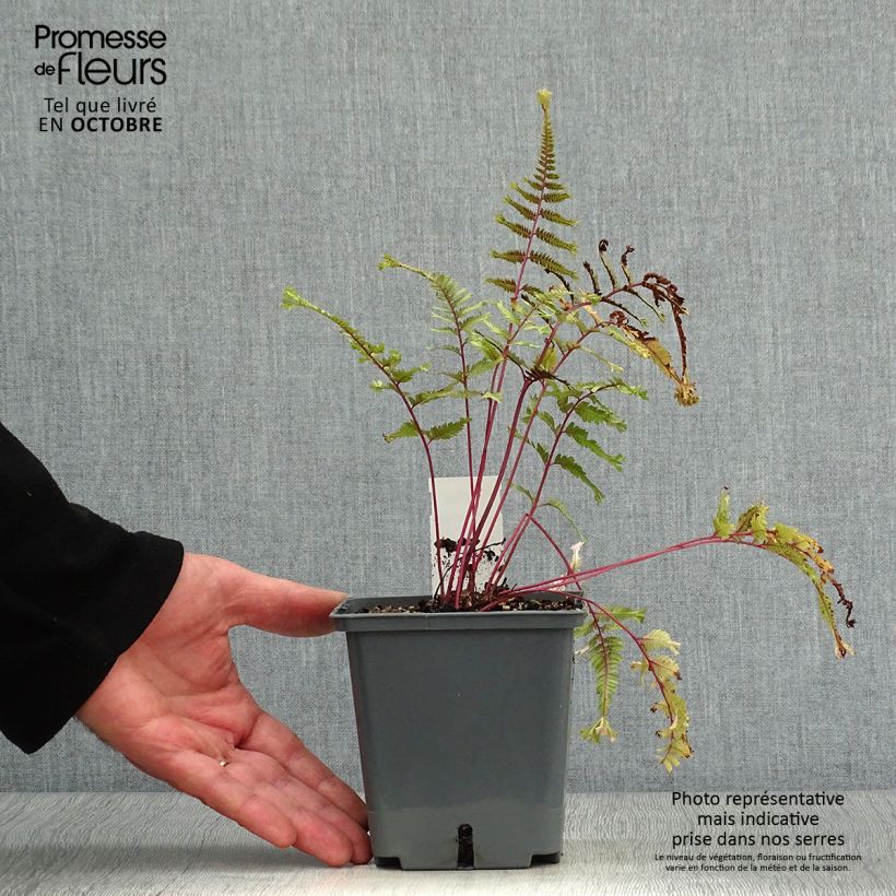 Esemplare di Athyrium niponicum Crested Surf - Felce Vasetto da 8/9 cm come consegnato in autunno