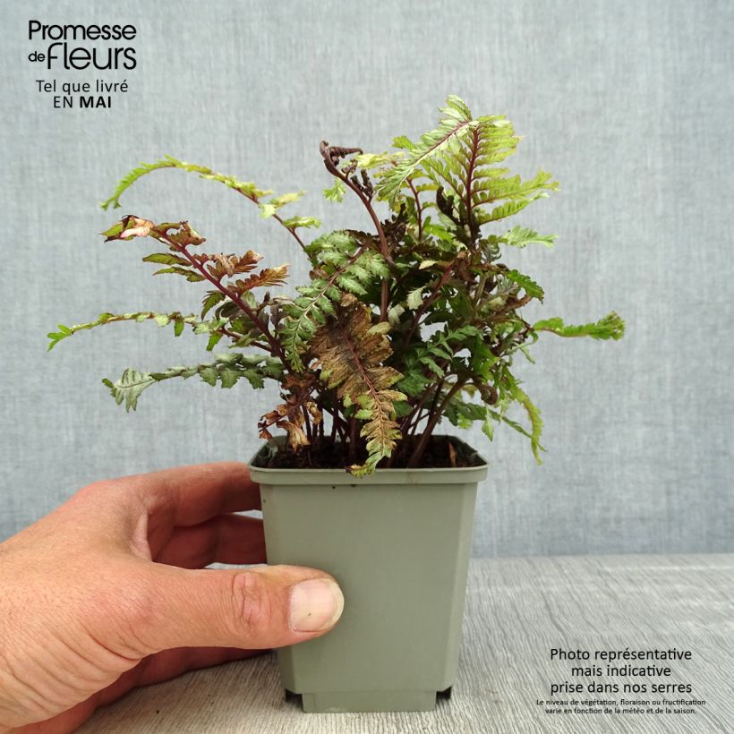 Athyrium niponicum Crested Surf - Felce Vasetto da 8/9 cm esemplare consegnato in primavera