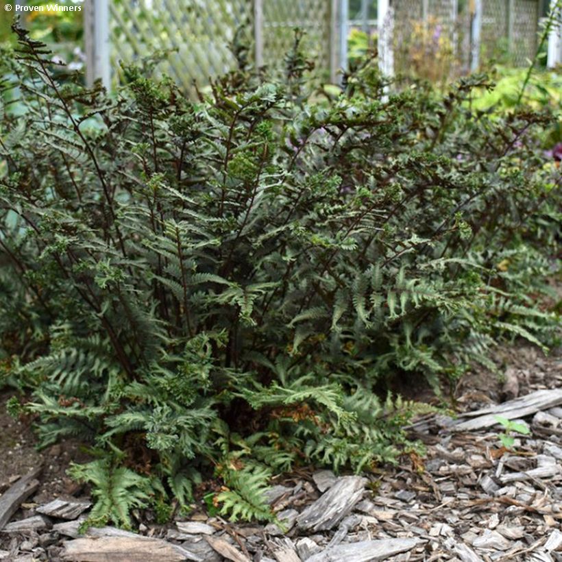 Athyrium niponicum Crested Surf - Felce (Porto)