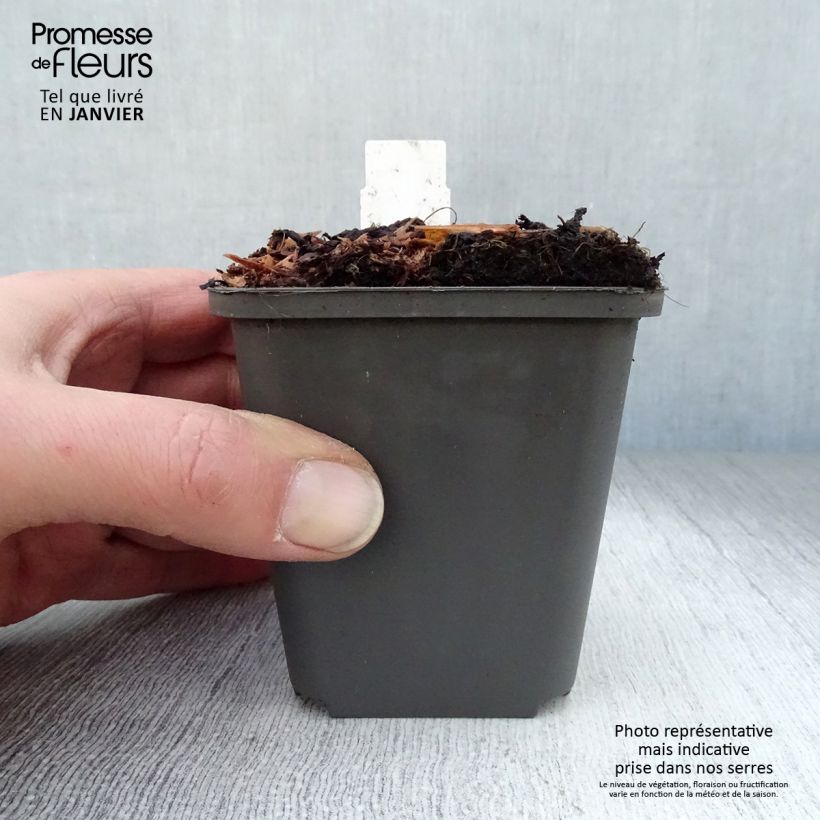 Athyrium niponicum Pewter Lace - Felce Vasetto da 8/9 cm esemplare consegnato in inverno