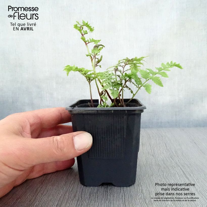 Athyrium niponicum var. pictum - Felce Vasetto da 8/9 cm esemplare consegnato in primavera