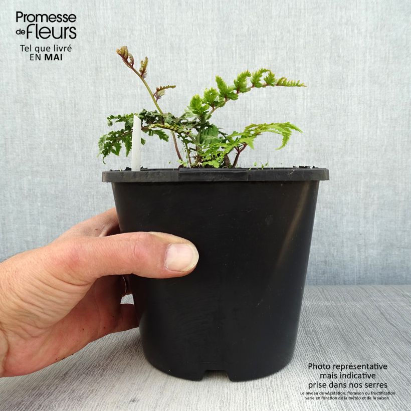Athyrium niponicum var. pictum - Felce Vaso da 2L/3L esemplare consegnato in primavera