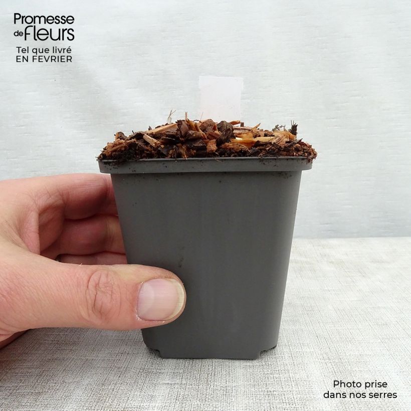 Athyrium niponicum Ursula's red - Felce Vasetto da 8/9 cm esemplare consegnato in inverno