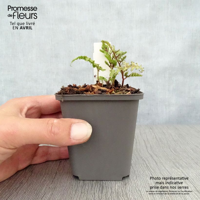 Athyrium niponicum Ursula's red - Felce Vasetto da 8/9 cm esemplare consegnato in primavera