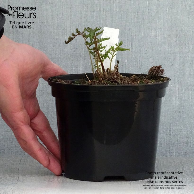 Athyrium niponicum var. pictum Metallicum - Felce Vaso da 2L/3L esemplare consegnato in primavera