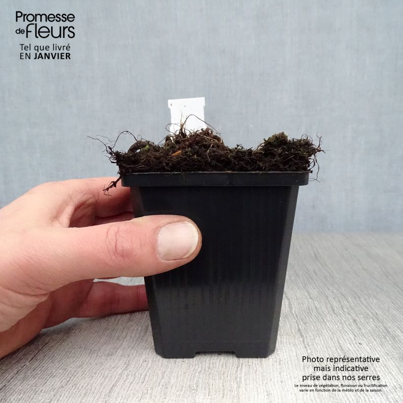 Athyrium niponicum var. pictum Red Beauty - Felce Vasetto da 8/9 cm esemplare consegnato in inverno