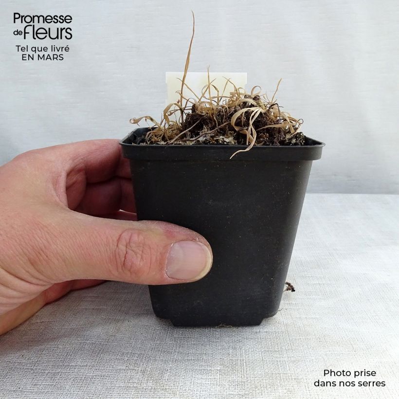 Athyrium otophorum var. okanum - Felce Vaso da 2L/3L esemplare consegnato in inverno