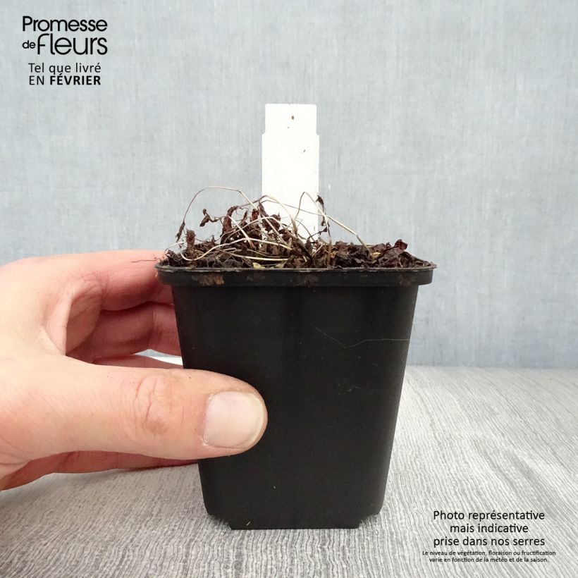 Athyrium vidalii - Felce Vasetto da 8/9 cm esemplare consegnato in inverno