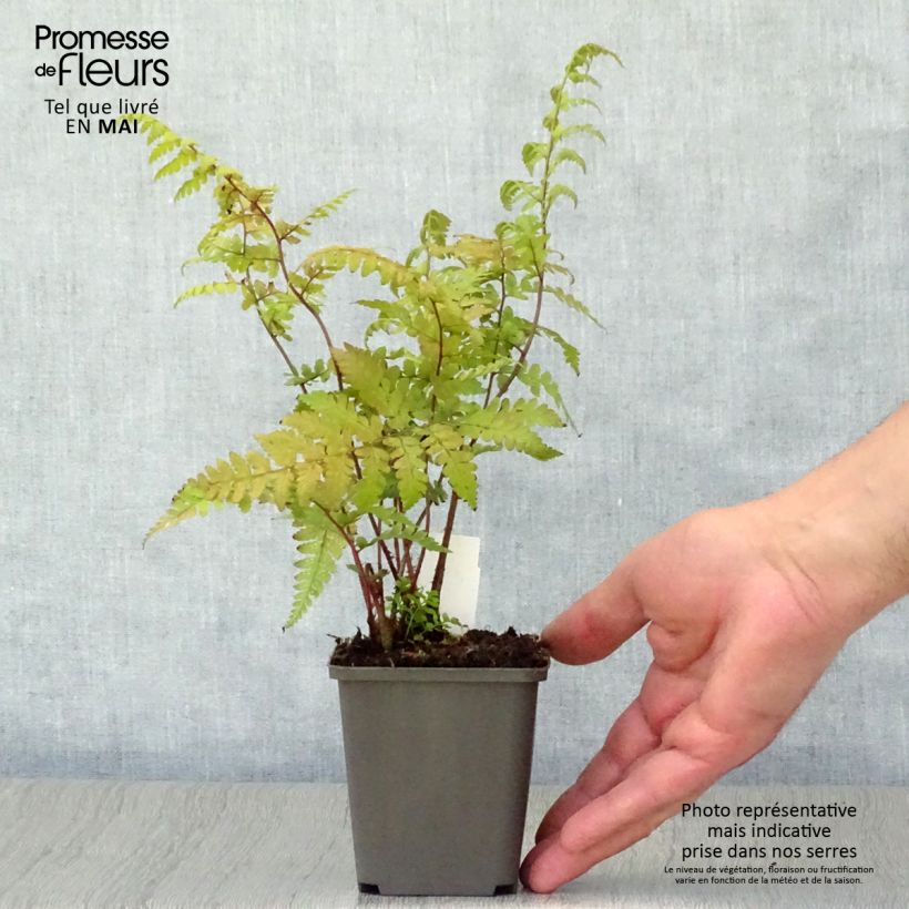 Athyrium vidalii - Felce Vasetto da 8/9 cm esemplare consegnato in primavera