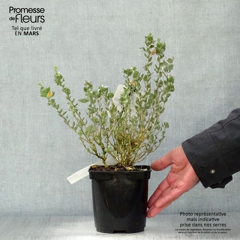 Atriplex halimus - Porcellana di mare Vaso da 1,5L/2L esemplare consegnato in primavera