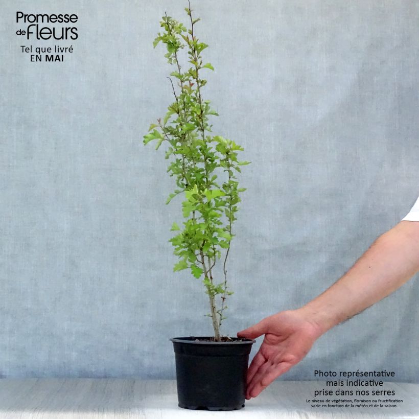 Crataegus monogyna - Biancospino comune Vaso da 2L/3L esemplare consegnato in primavera