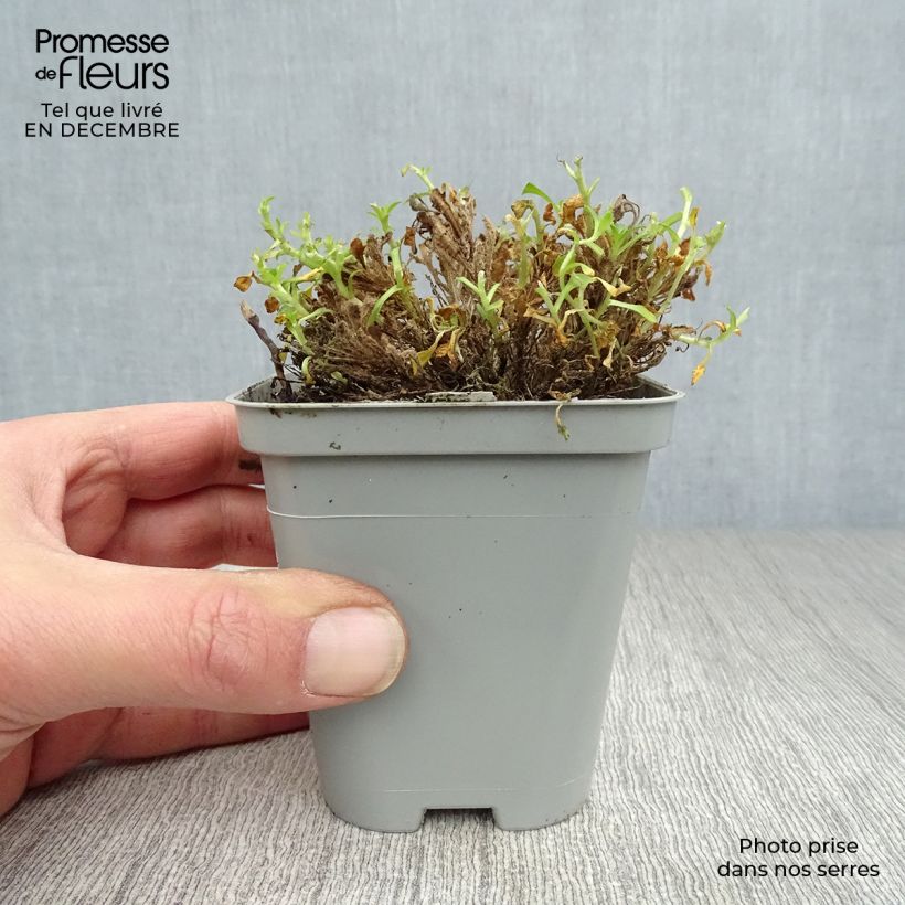 Aubrieta Bressingham Red - Aubrezia Vasetto da 8/9 cm esemplare consegnato in inverno