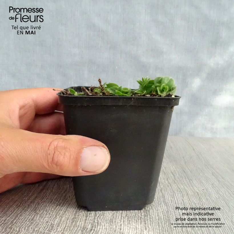 Aubrieta Bressingham Red - Aubrezia Vasetto da 8/9 cm esemplare consegnato in primavera