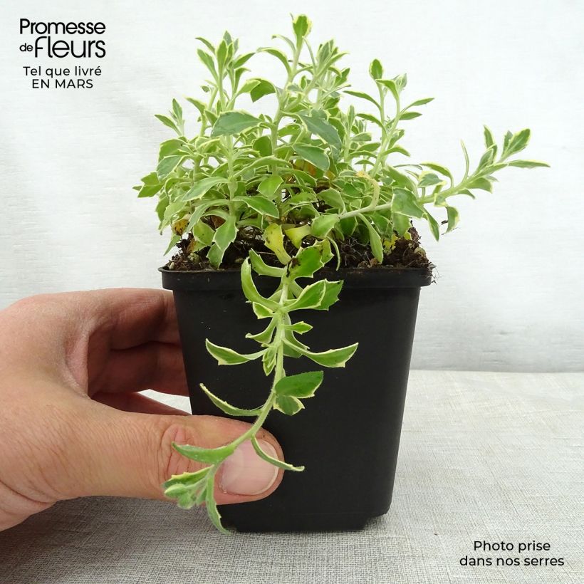 Aubrieta Dr Mules Variegated - Aubrezia Vasetto da 8/9 cm esemplare consegnato in primavera