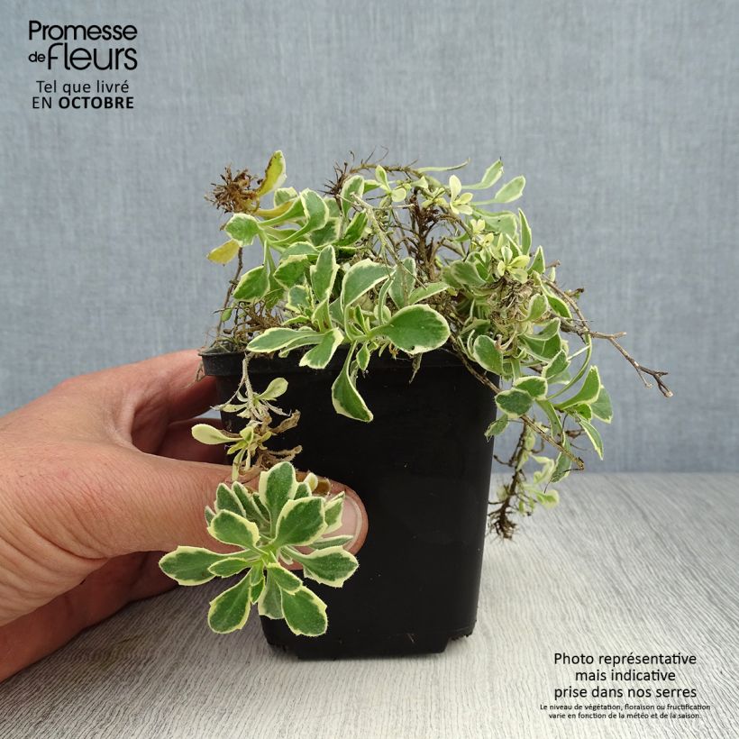 Esemplare di Aubrieta Dr Mules Variegated - Aubrezia Vasetto da 8/9 cm come consegnato in autunno