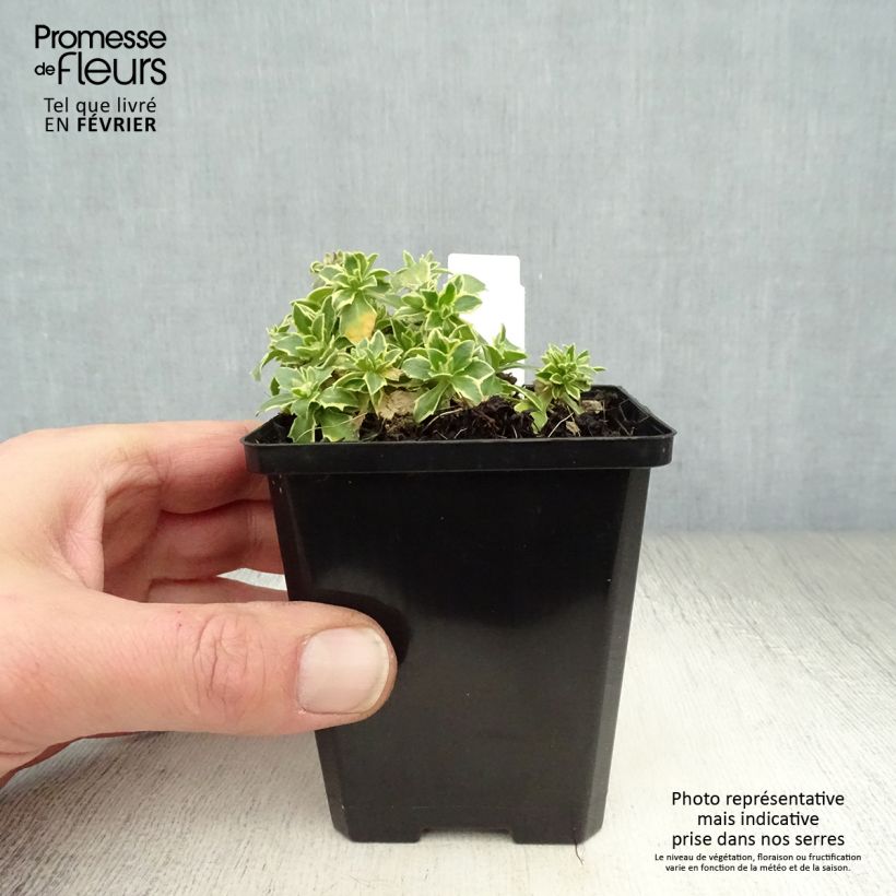 Aubrieta Argenteovariegata - Aubrezia Vasetto da 8/9 cm esemplare consegnato in inverno