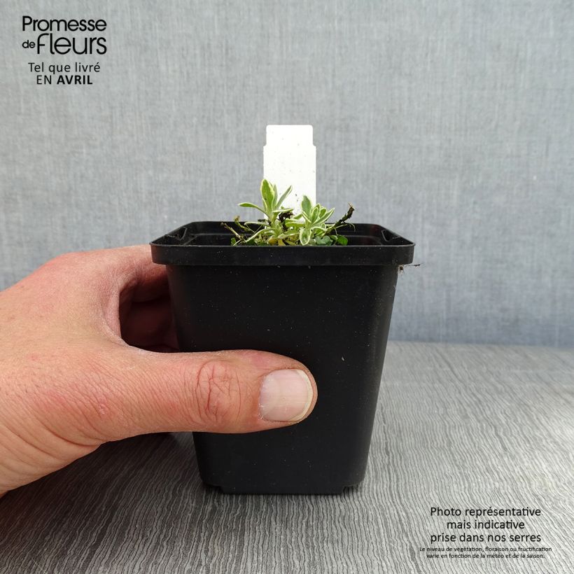 Aubrieta Argenteovariegata - Aubrezia Vasetto da 8/9 cm esemplare consegnato in primavera