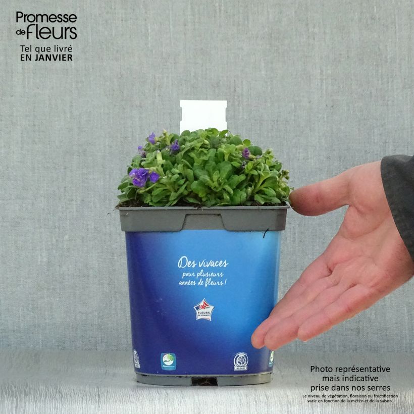 Aubrieta Kitte Blue - Aubrezia Vaso da 2L/3L esemplare consegnato in inverno