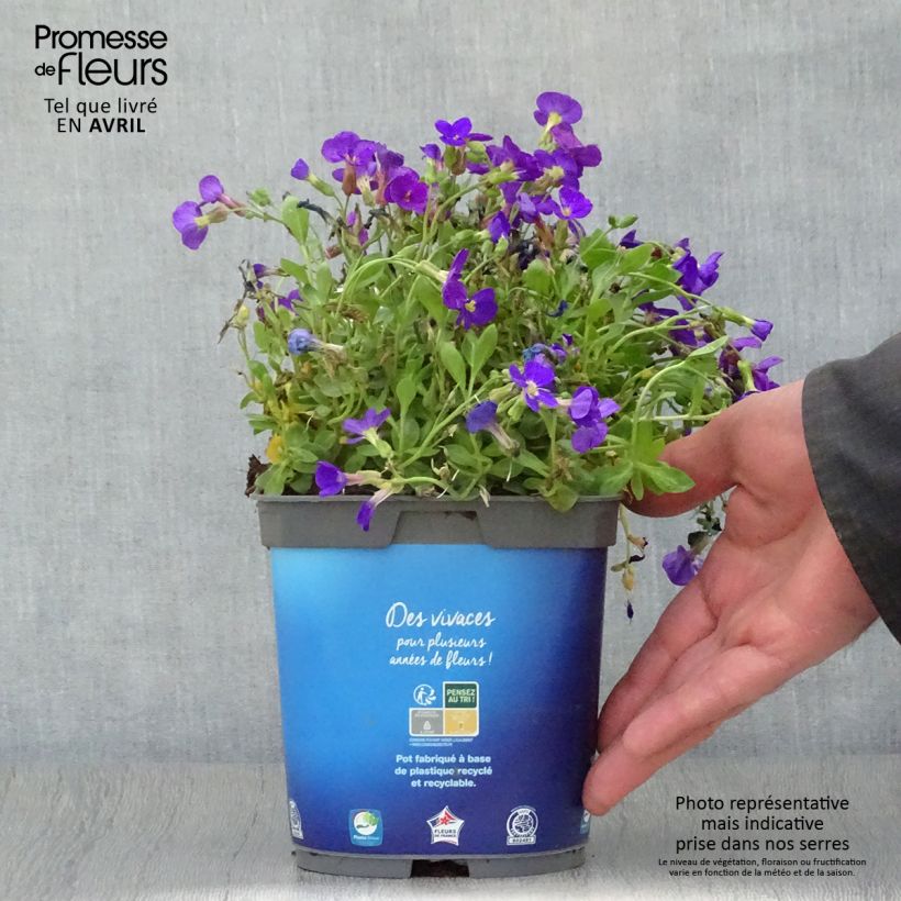 Aubrieta Kitte Blue - Aubrezia Vaso da 2L/3L esemplare consegnato in primavera