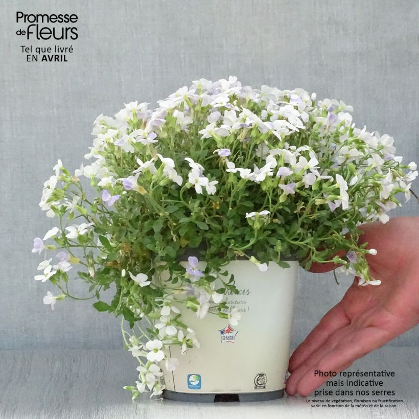 Aubrieta Kitte White - Aubrezia Vaso da 2L/3L esemplare consegnato in primavera
