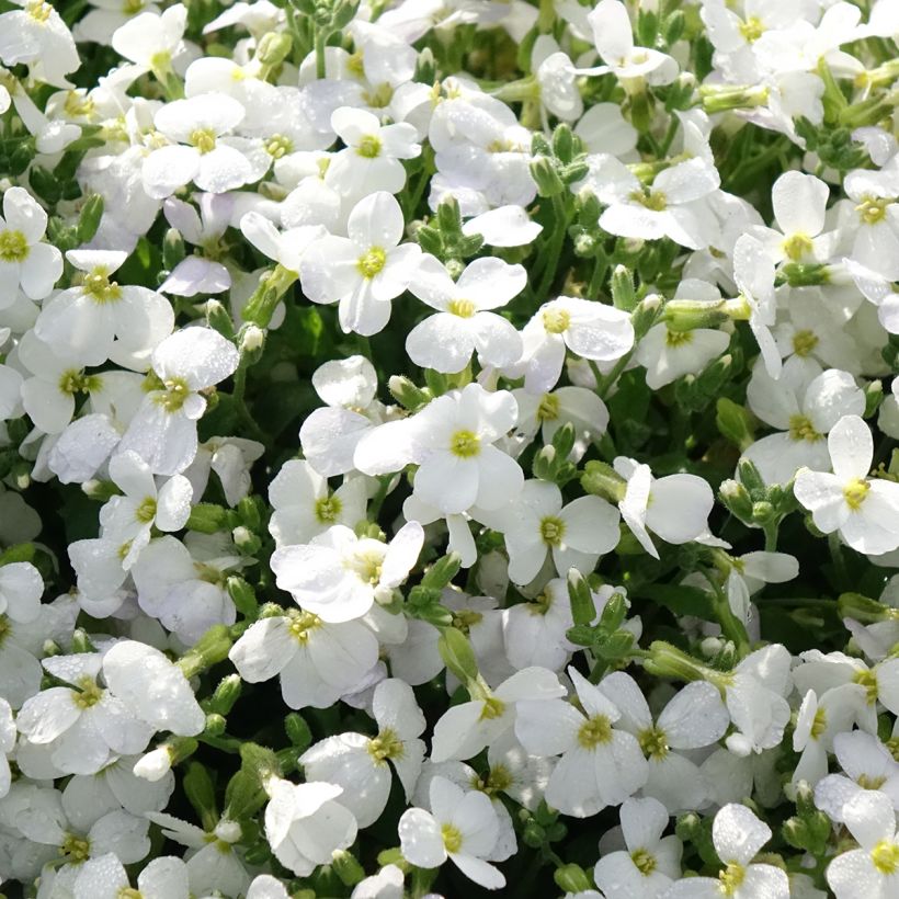 Aubrieta Kitte White - Aubrezia (Fioritura)