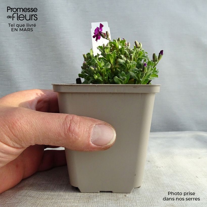 Aubrieta Red Carpet - Aubrezia Vasetto da 8/9 cm esemplare consegnato in inverno