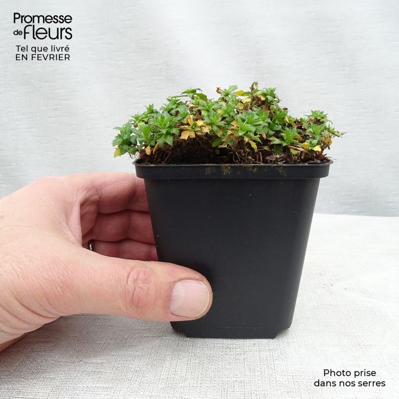 Aubrieta Fiona - Aubrezia Vasetto da 8/9 cm esemplare consegnato in inverno