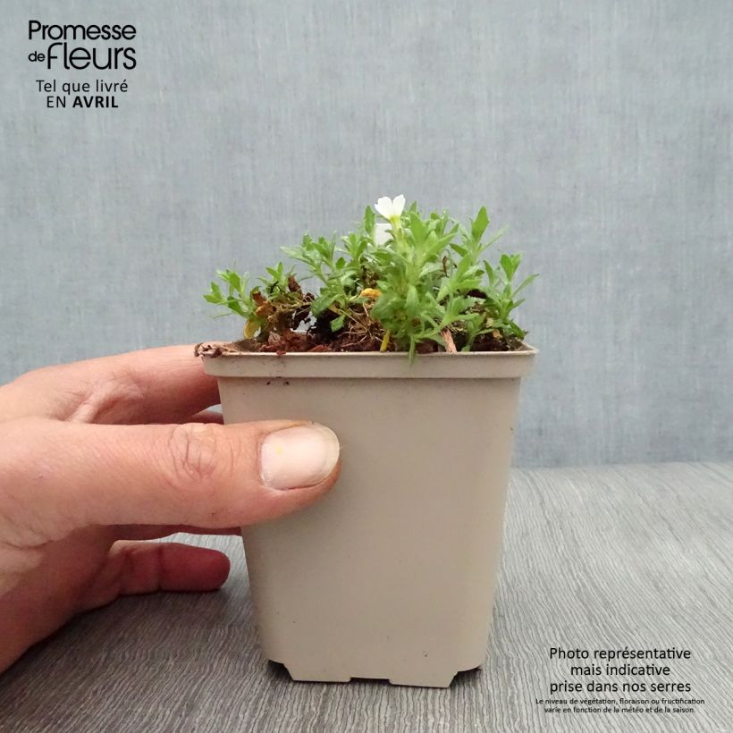 Aubrieta Fiona - Aubrezia Vasetto da 8/9 cm esemplare consegnato in primavera