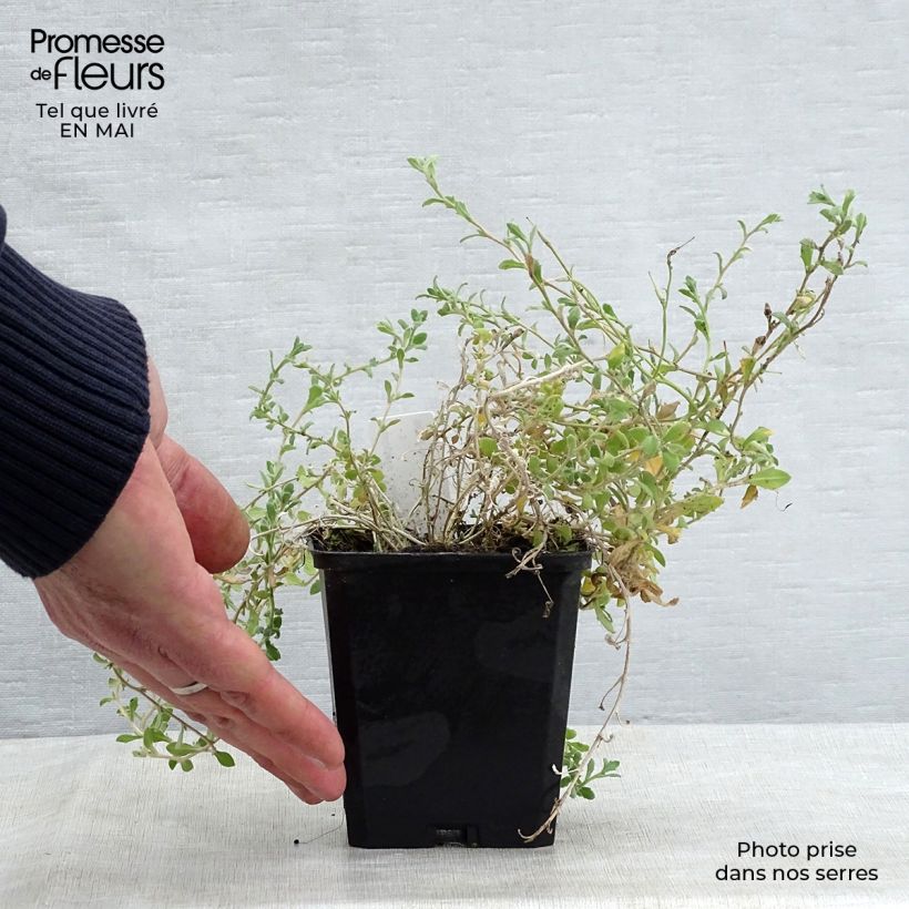 Aubrieta Cascade Blue - Aubrezia Vasetto da 8/9 cm esemplare consegnato in primavera