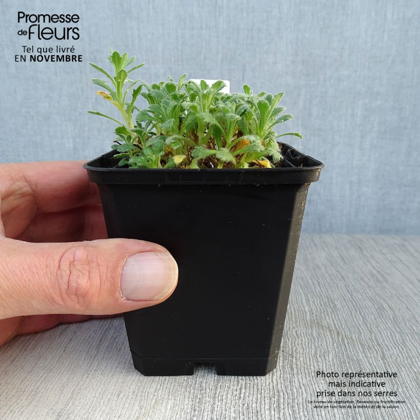 Esemplare di Aubrieta Cascade Blue - Aubrezia Vasetto da 8/9 cm come consegnato in autunno