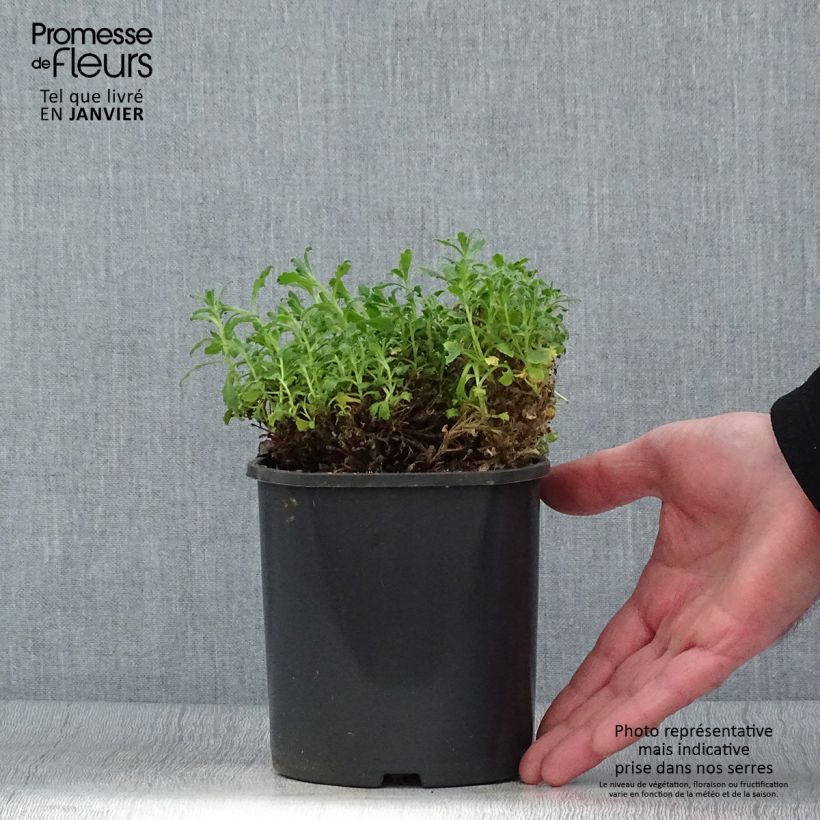 Aubrieta Cascade Blue - Aubrezia Vaso da 2L/3L esemplare consegnato in inverno